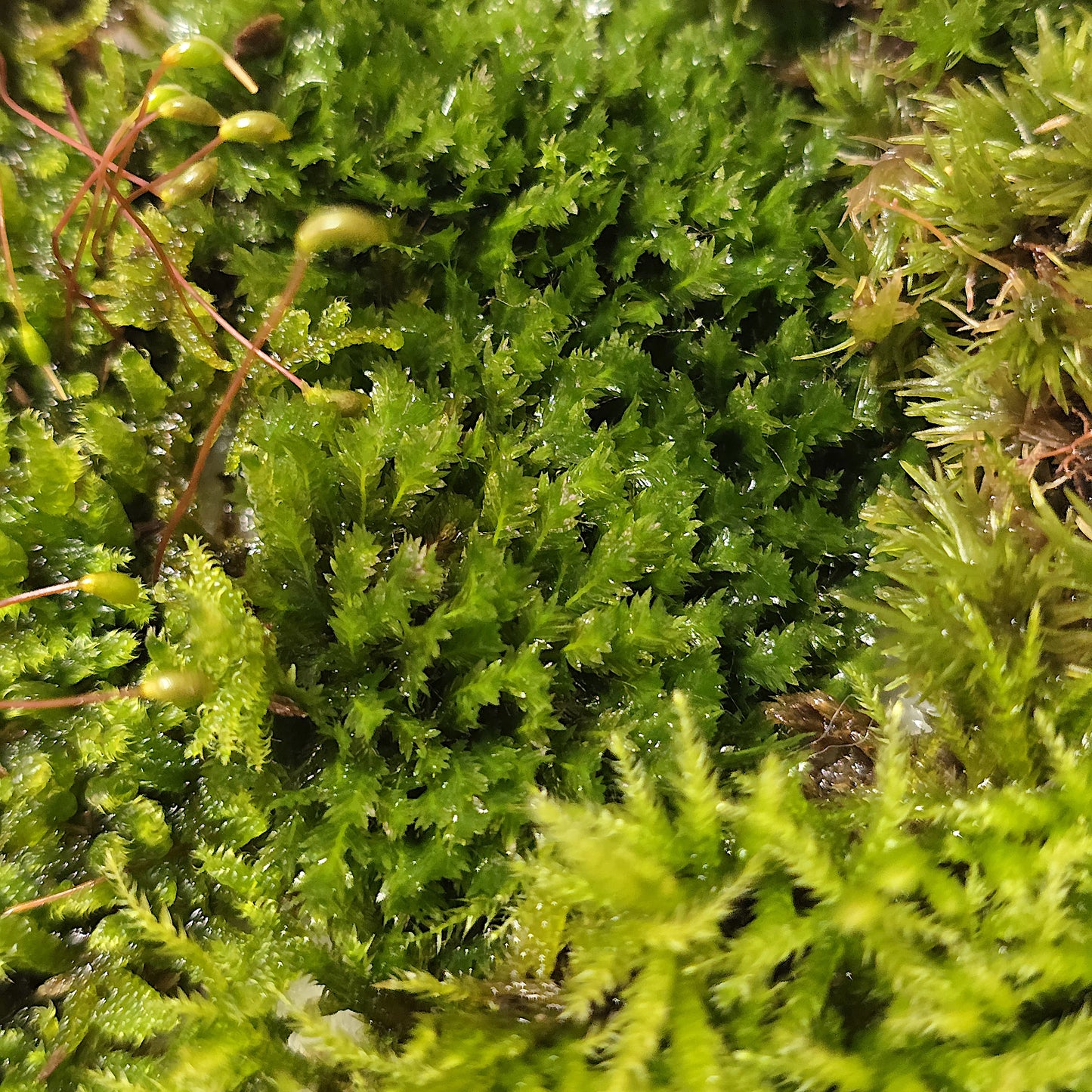 Live moss variety pack containing mixed organic moss species for terrarium builds.