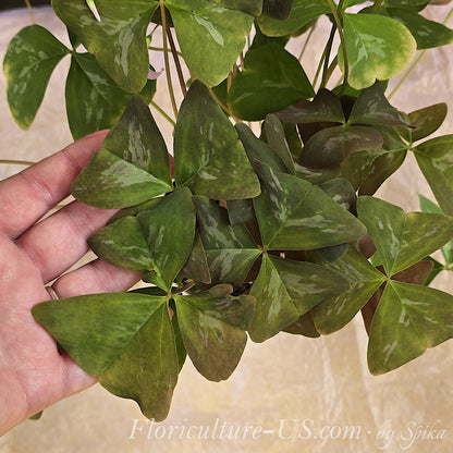 Close-up of a hand holding lush olive-green leaves of a live Oxalis Fanny plant with a distinct silver pattern in a 4-inch pot.