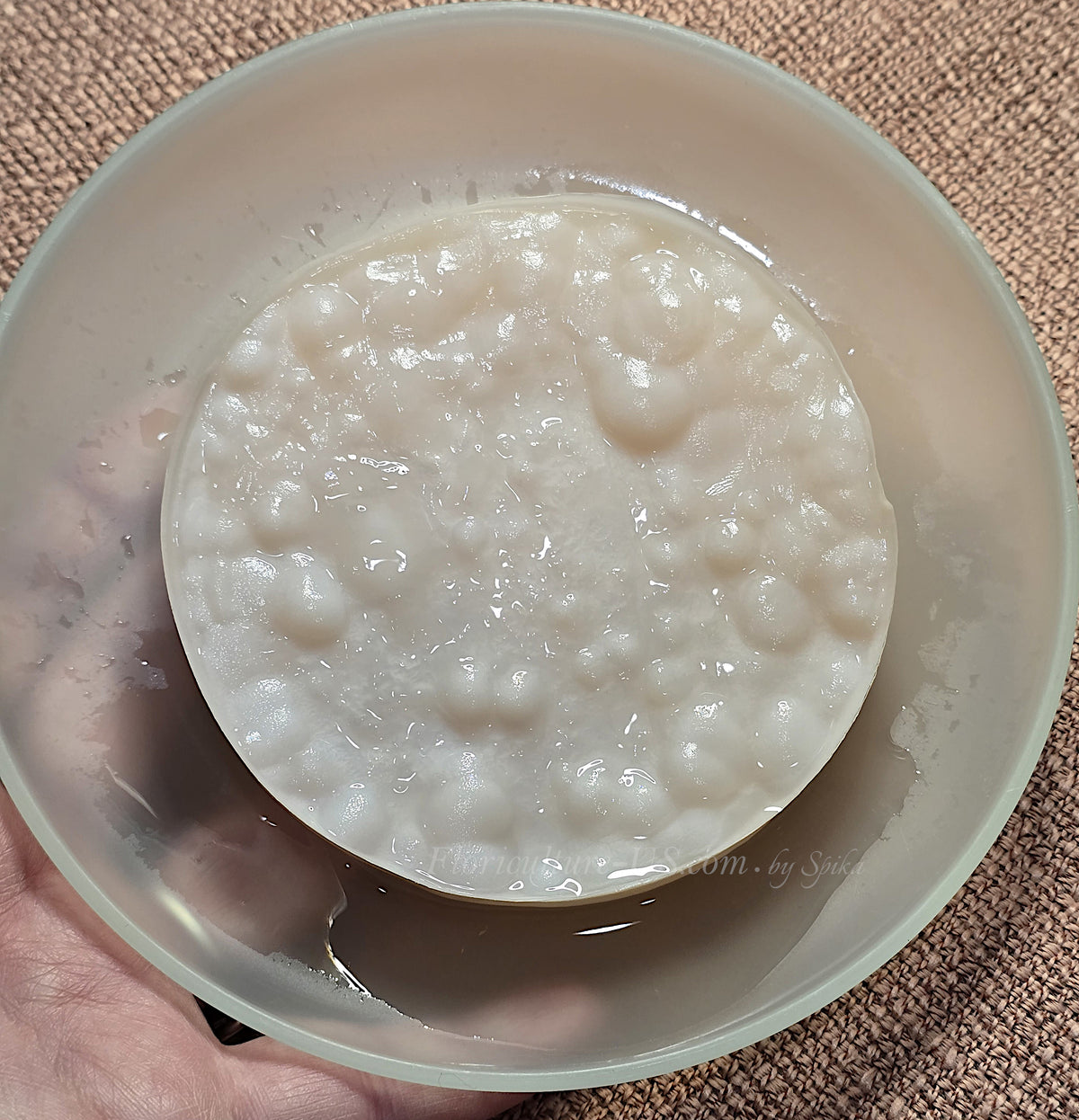 Top view of a healthy white wine vinegar mother starter disc held in a small bowl.