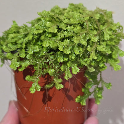Compact Selaginella kraussiana 'Aurea' plant trailing over a nursery pot.
