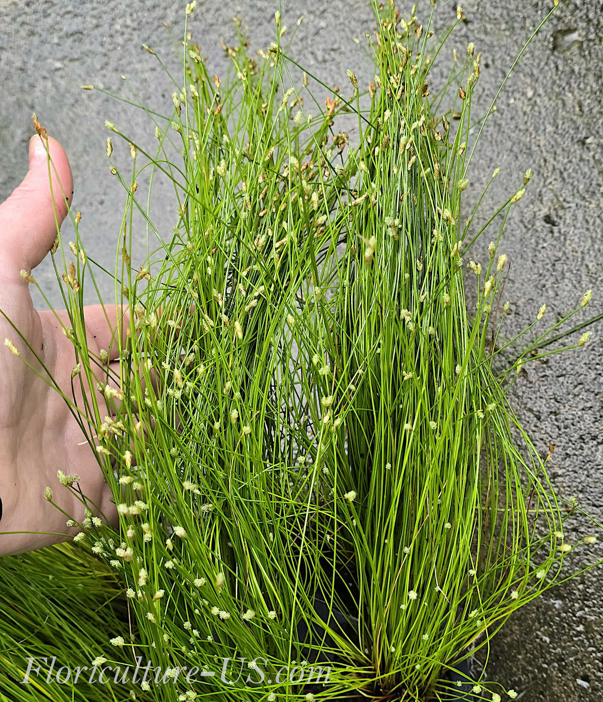 A lush healthy bundle of live Fiber Optic Grass ideal for shallow water setups.