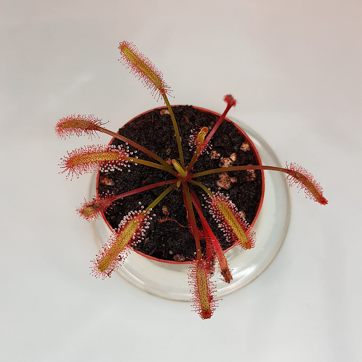 Robust and vibrant all-red Cape Sundew carnivorous houseplant grown easily from high-quality seeds.