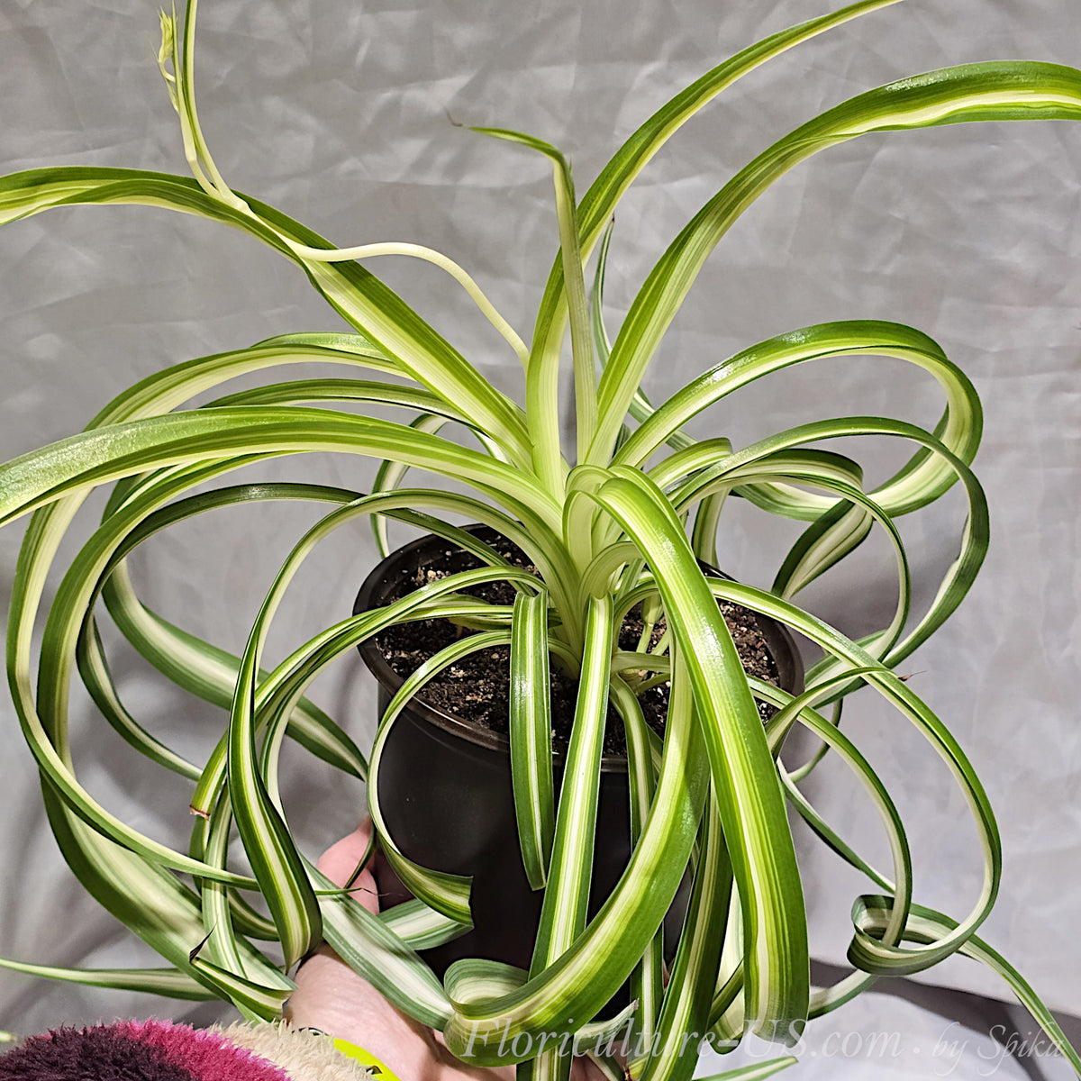 A hand holding an original live curly spider plant Bonnie in a pot demonstrating an easy care indoor plant with bright white stripes.