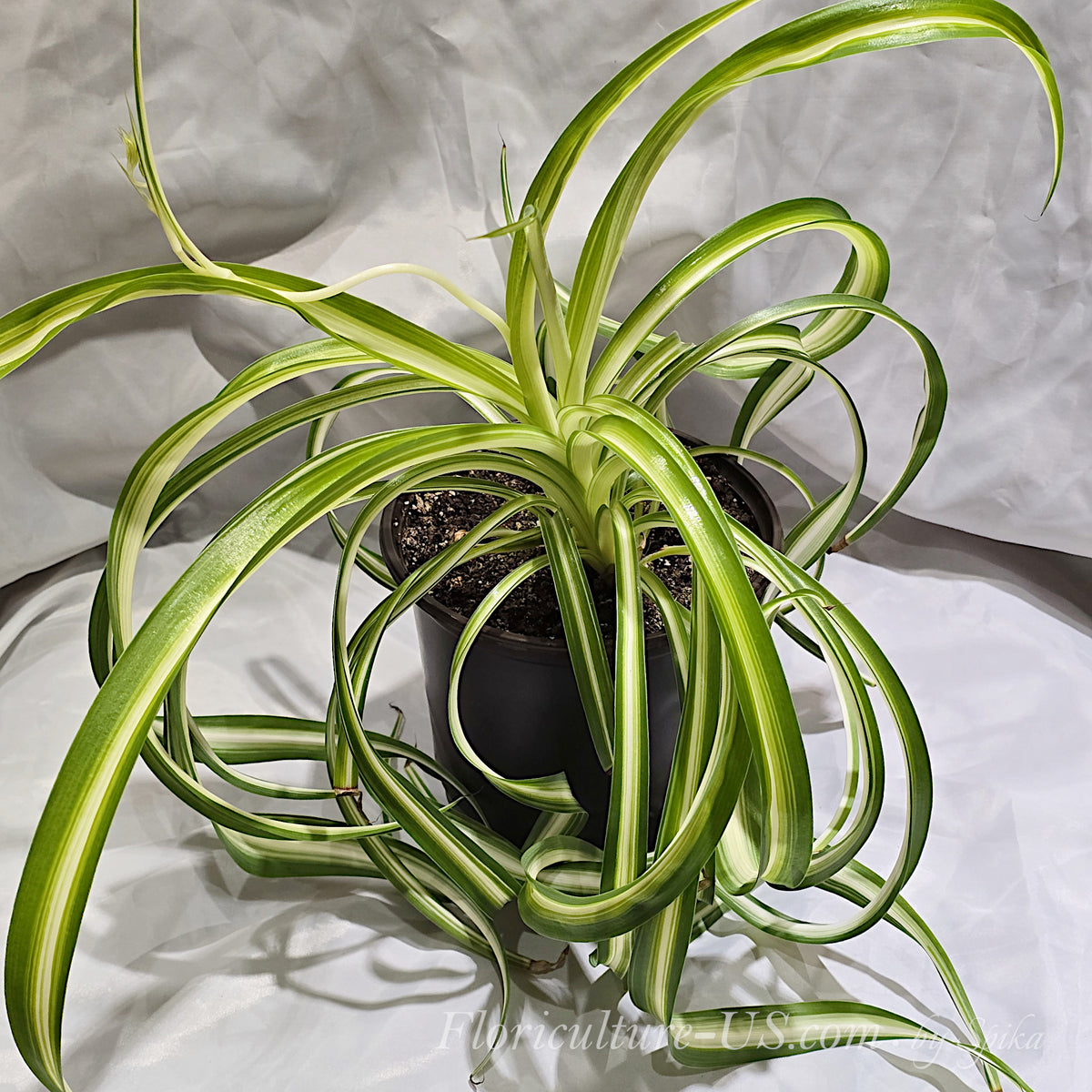 A beautiful mature curly spider plant Bonnie showing a healthy variegated live houseplant with striking white and green twisting foliage.