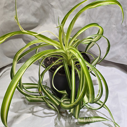 A beautiful mature curly spider plant Bonnie showing a healthy variegated live houseplant with striking white and green twisting foliage.