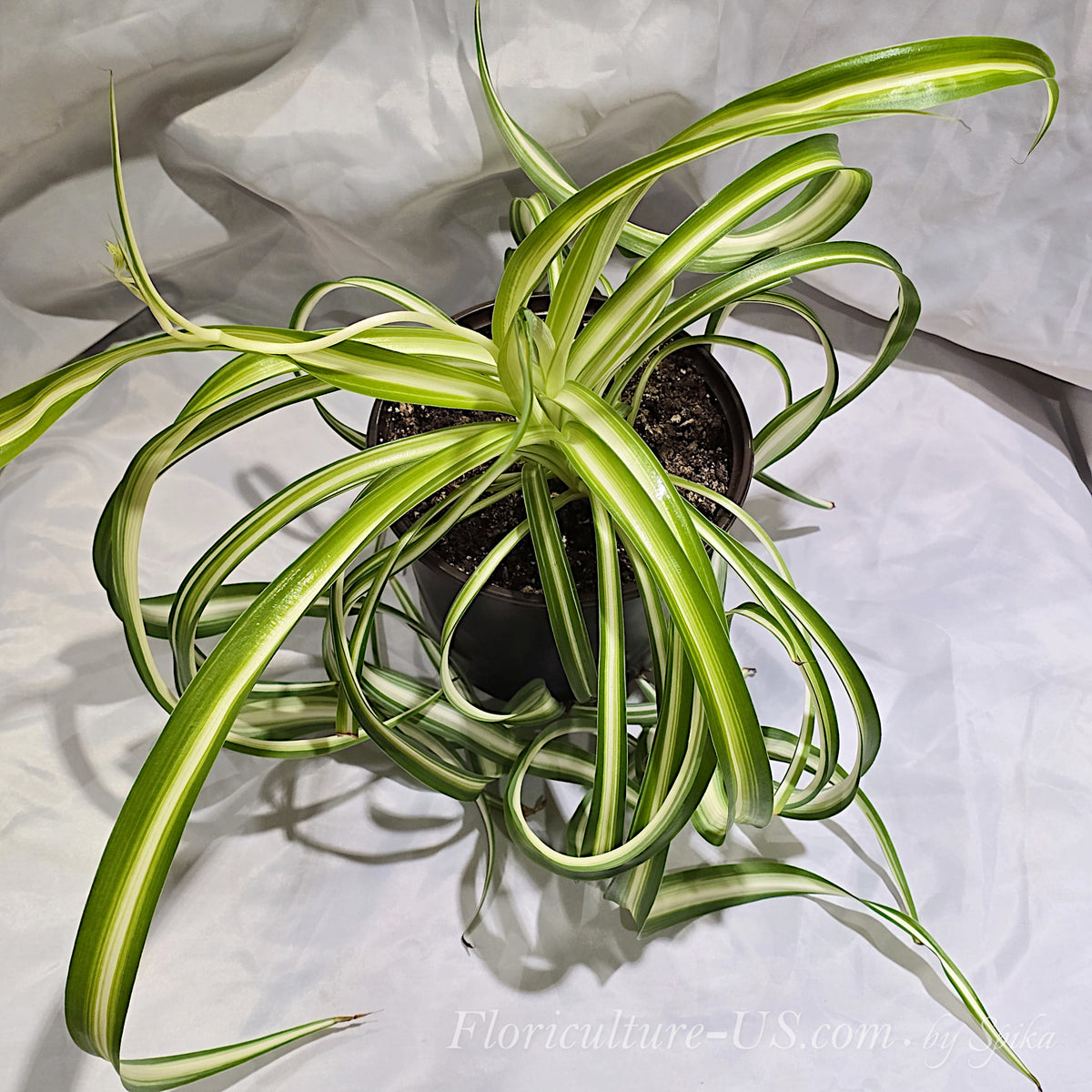 An angled top view of a large low maintenance Chlorophytum comosum Bonnie houseplant with unique curly leaves for indoor home decor.