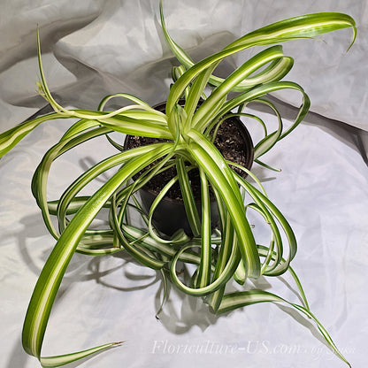An angled top view of a large low maintenance Chlorophytum comosum Bonnie houseplant with unique curly leaves for indoor home decor.