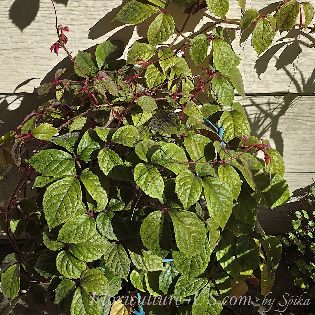 Large mature Cissus adenopoda climbing vine mother plant growing outdoors in lush green and burgundy foliage.