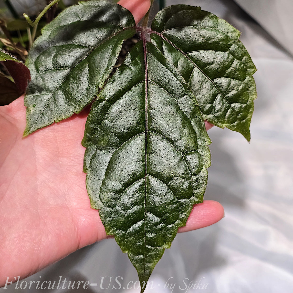Large mature dark green tri-foliate leaf of Cissus adenopoda velvet vine held in hand to show scale.