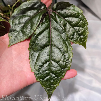 Large mature dark green tri-foliate leaf of Cissus adenopoda velvet vine held in hand to show scale.