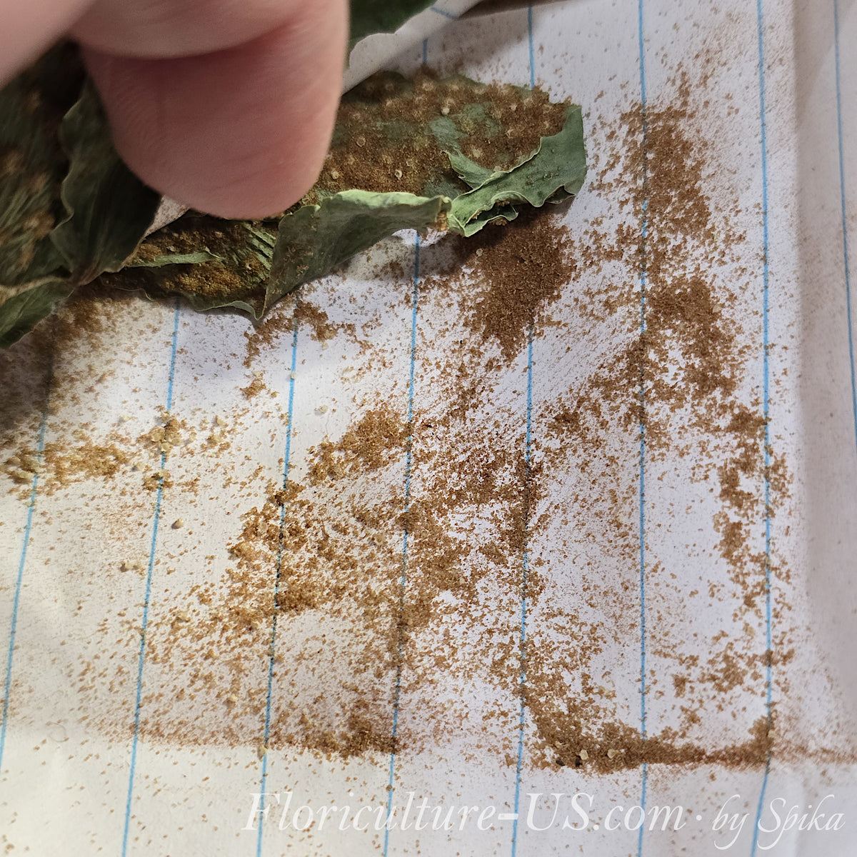 A small pile of fine microscopic Cyrtomium falcatum fern spores looking like brown dust on a clean sheet of white paper