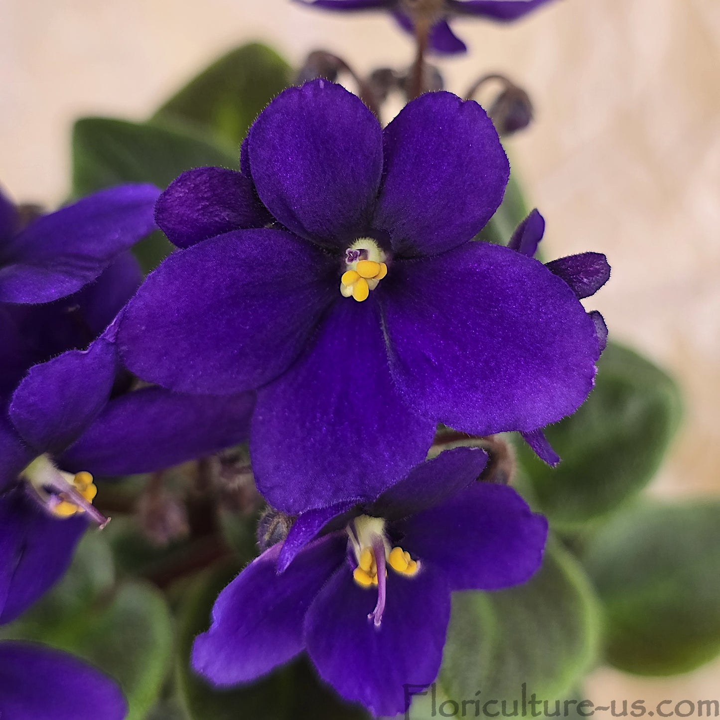 Two fresh cut live Miniature Dark Purple African Violet leaf cuttings