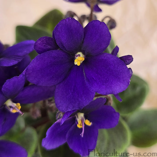 Two fresh cut live Miniature Dark Purple African Violet leaf cuttings