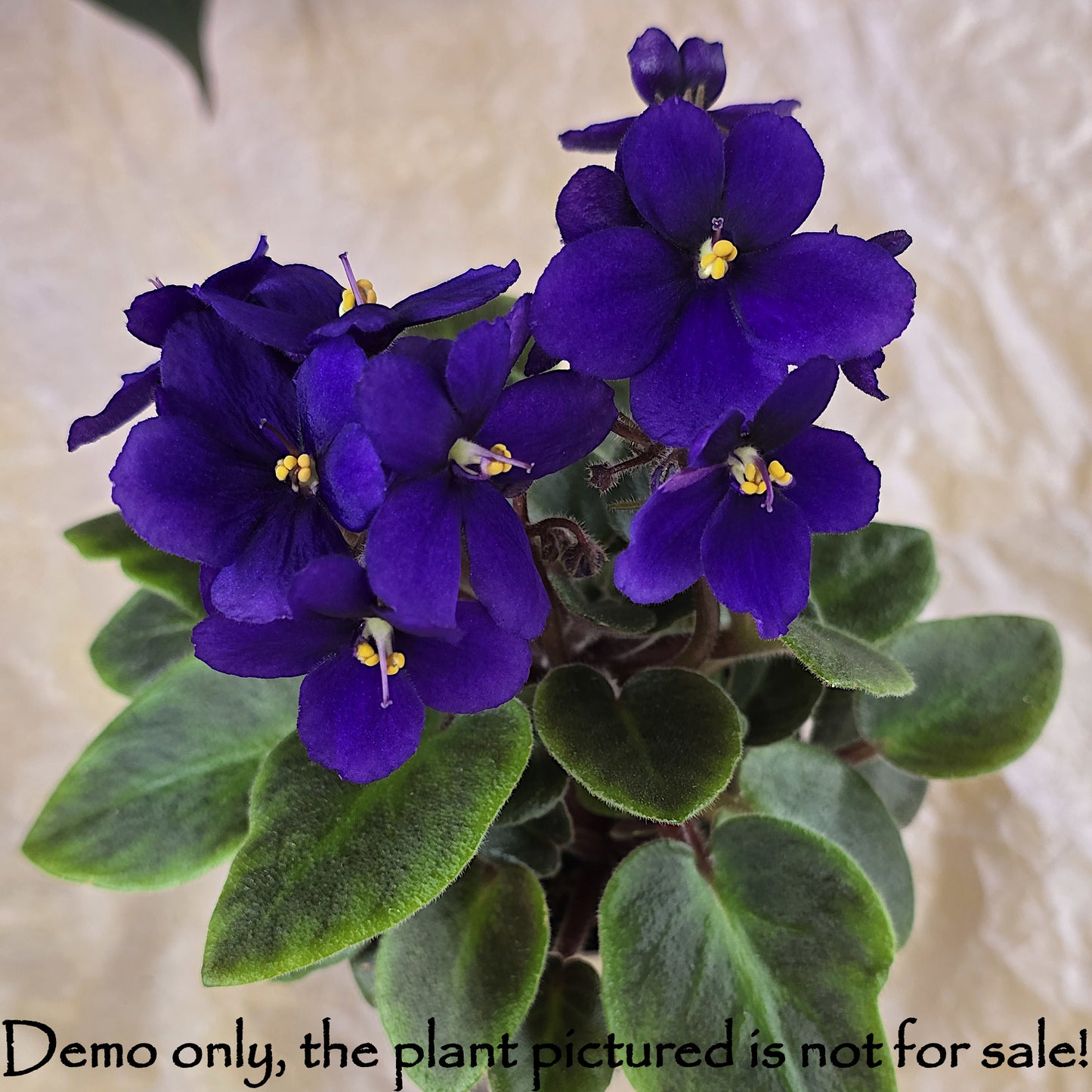 Example of mature compact mother plant bloom for Miniature Dark Purple African Violet