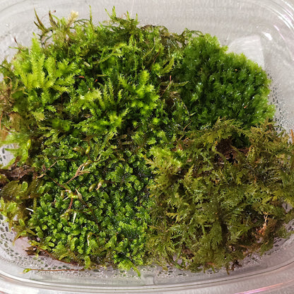 Different species of untreated organic live moss for bioactive habitats.
