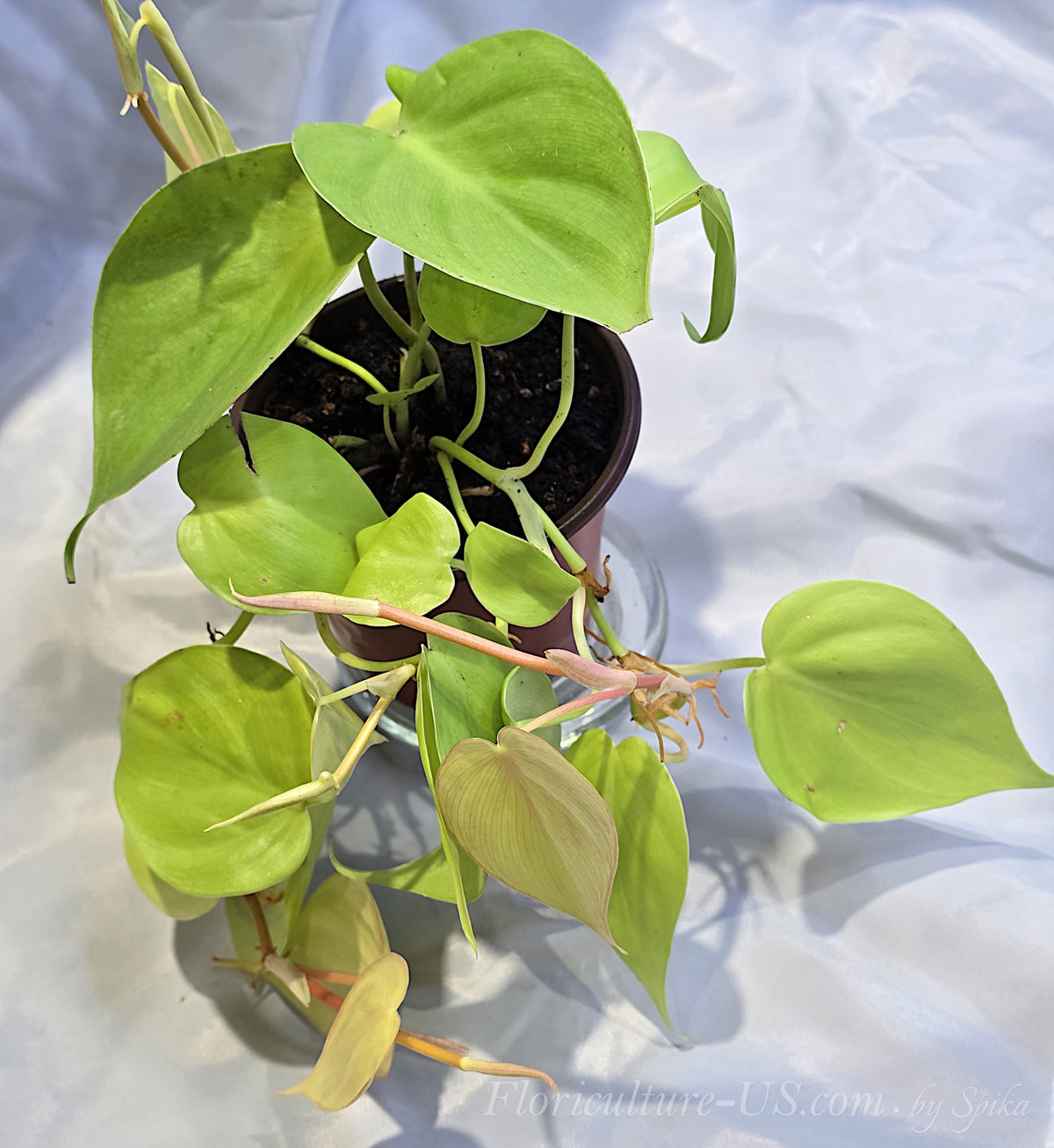 Top-down view of a vibrant neon green Philodendron Lemon Lime potted indoor plant with clean heart leaves and active trailing vines.
