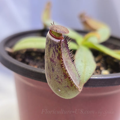 Side view of an intermediate Nepenthes albomarginata Kuching Spotted pitcher with intense dark red speckles and fuzzy lid texture.