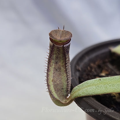 Close up of Nepenthes albomarginata Kuching Spotted pitcher showing dark purple mottling and distinctive white velvet band under the peristome.