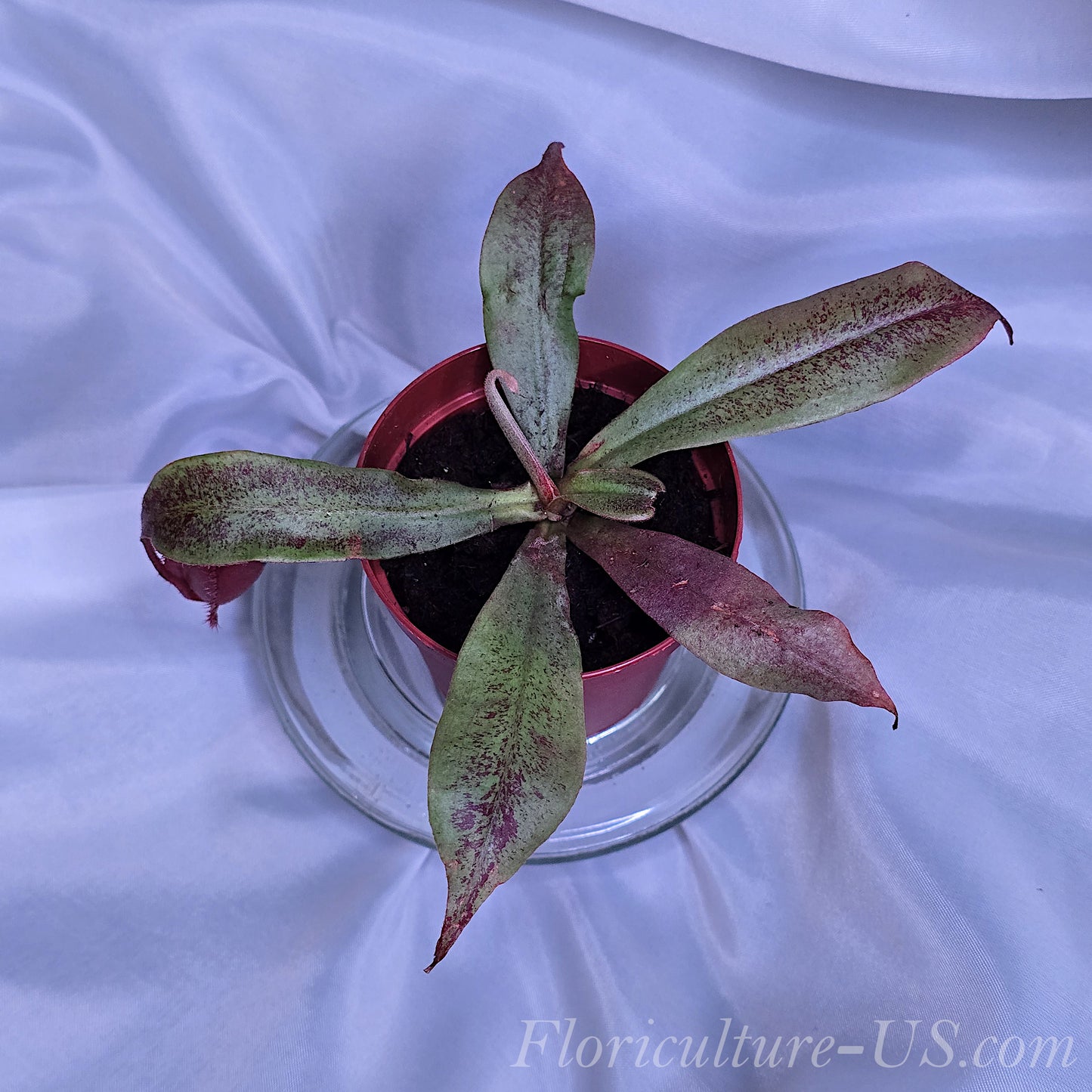 Top view of Nepenthes 'Black Miracle' leaf rosette and developing pitchers
