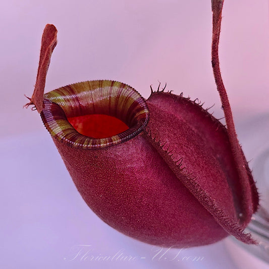 Nepenthes 'Black Miracle' tropical pitcher plant close up with striped peristome