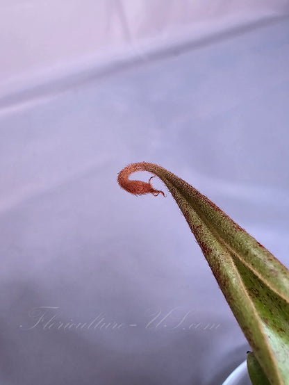 Close-up of a fuzzy young pitcher bud developing on the tip of a Nepenthes 'Black Miracle' leaf tendril