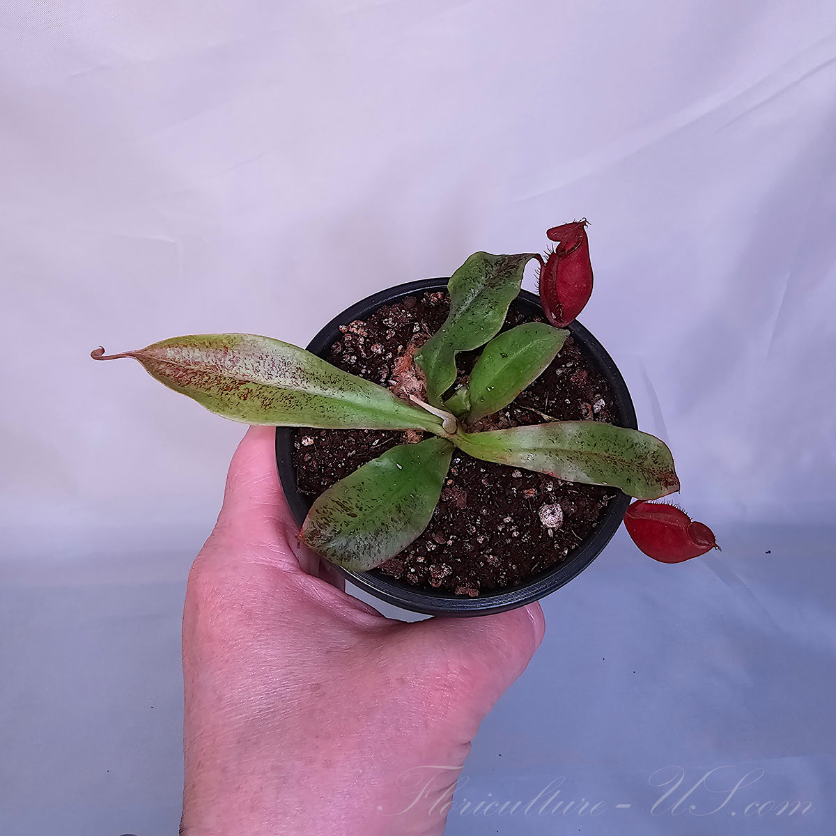 Top view of Nepenthes 'Black Miracle' starter plant in a black plastic pot held by a hand