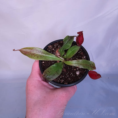 Top view of Nepenthes 'Black Miracle' starter plant in a black plastic pot held by a hand
