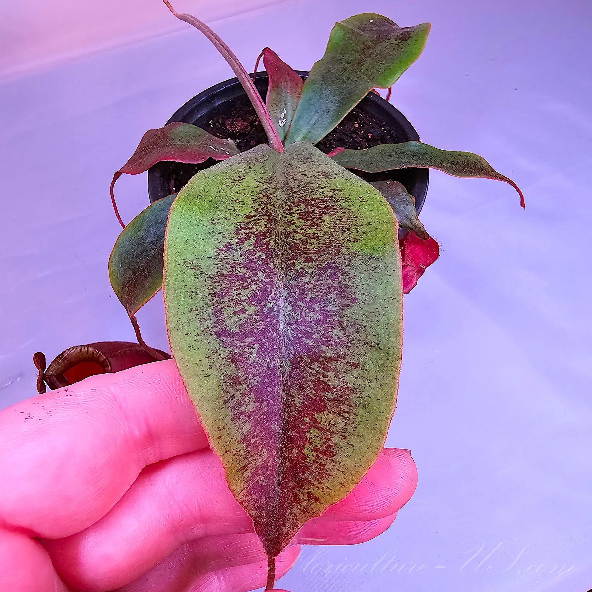 Young Nepenthes 'Black Miracle' starter plant showing dark red foliage under bright light