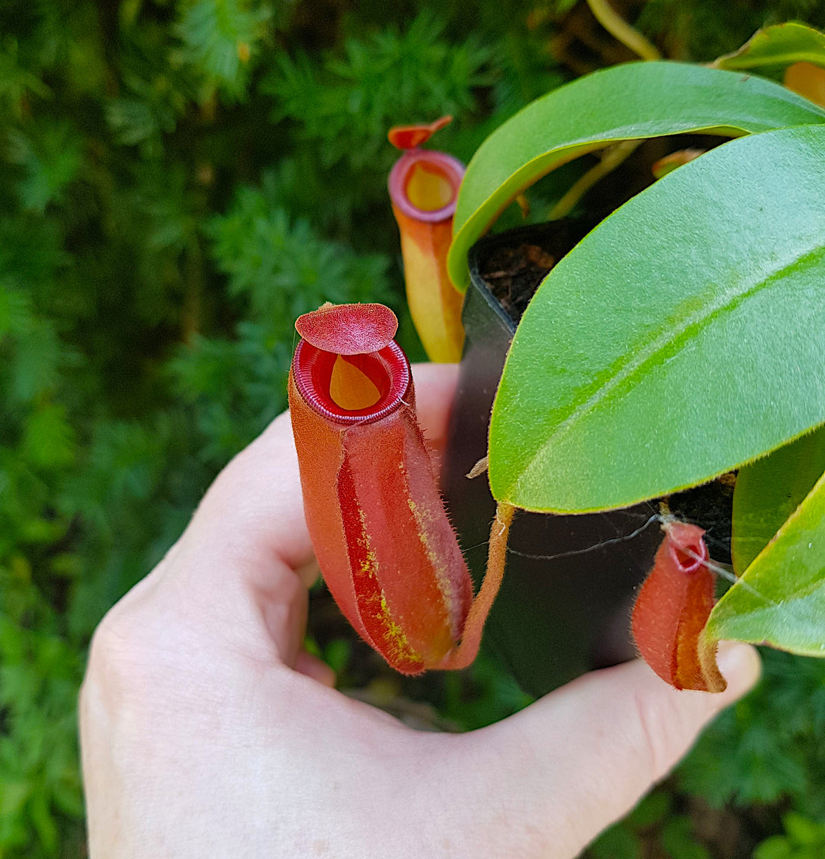 Nepenthes Bloody Mary tropical pitcher plant hybrid live carnivorous houseplant Floriculture US