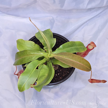 Top view of Nepenthes Gaya carnivorous pitcher plant in a black pot.