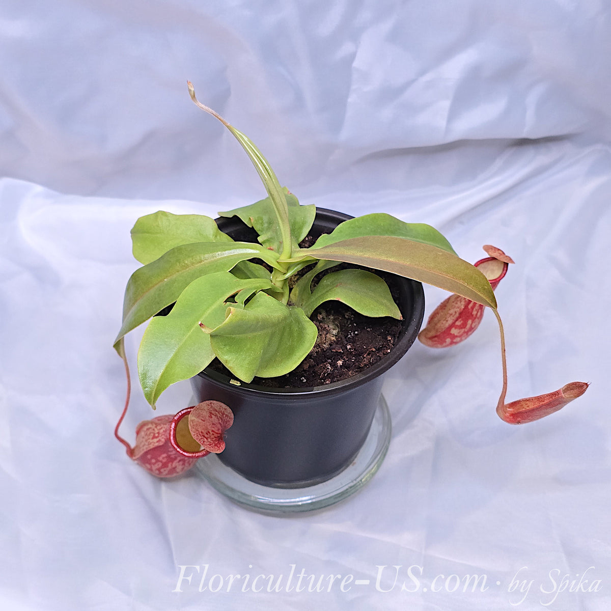 Exotic Nepenthes Gaya tropical pitcher plant for sale