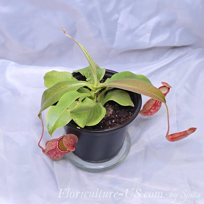 Exotic Nepenthes Gaya tropical pitcher plant for sale