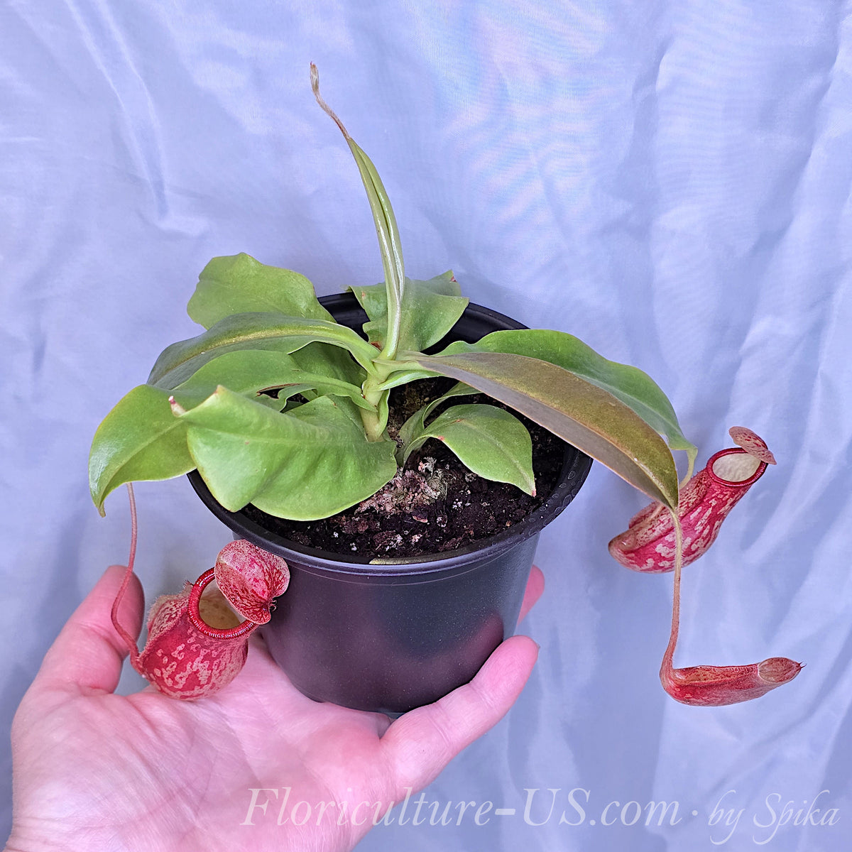 Hand holding a potted Nepenthes Gaya plant with red speckled pitchers.