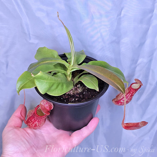 Hand holding a potted Nepenthes Gaya plant with red speckled pitchers.