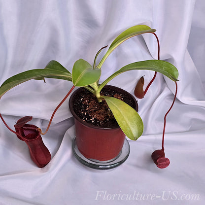 Live Nepenthes Lowii x Ventricosa Red pitcher plant shipped in a standard 4-inch pot.