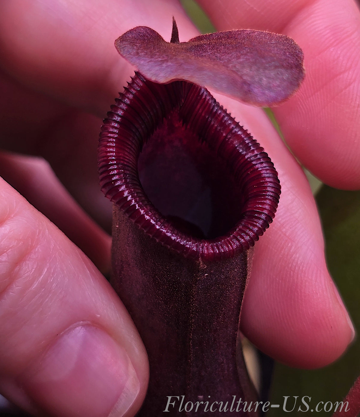 Close-up of a dark maroon Nepenthes Lowii x Ventricosa Red pitcher held in hand, showing the open lid and detailed peristome rim.