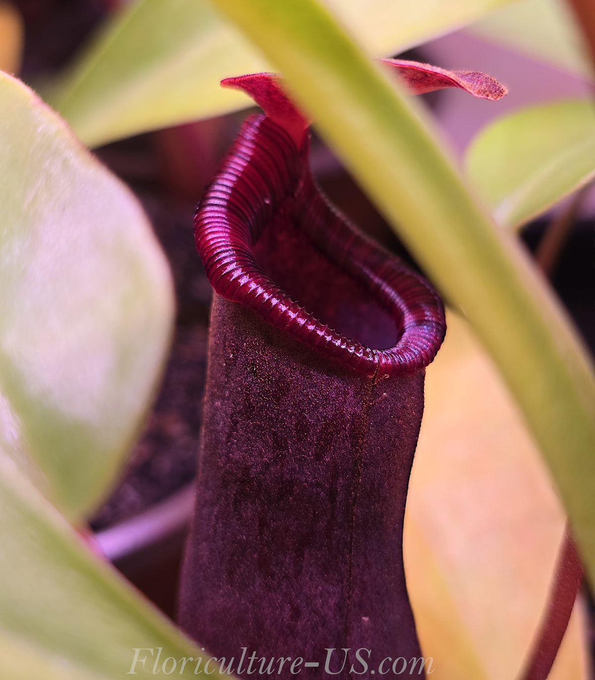 Side profile view of a dark maroon Nepenthes Lowii x Ventricosa Red pitcher trap showing its rich hybrid coloration.