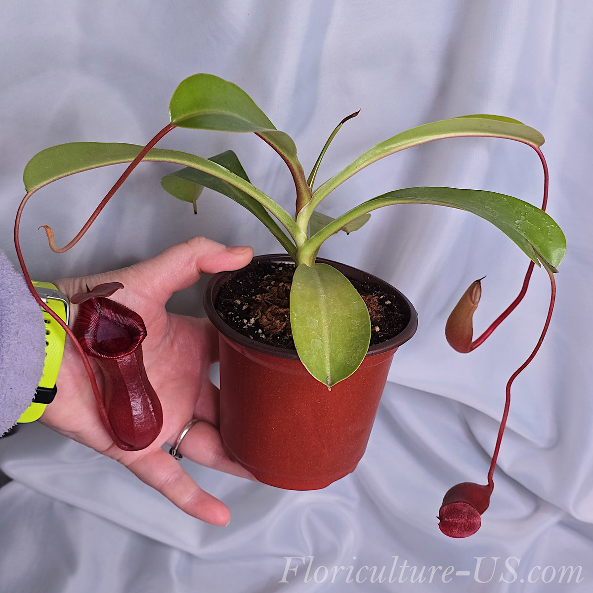 Multiple red traps hanging from tendrils of a mature Nepenthes Lowii x Ventricosa Red plant.