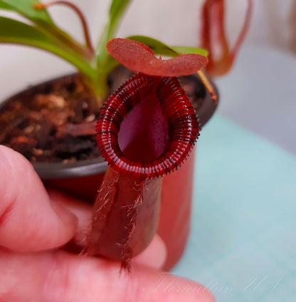 Inside look of a Nepenthes Lowii x Ventricosa Red pitcher trap showing the lid and digestive zone.