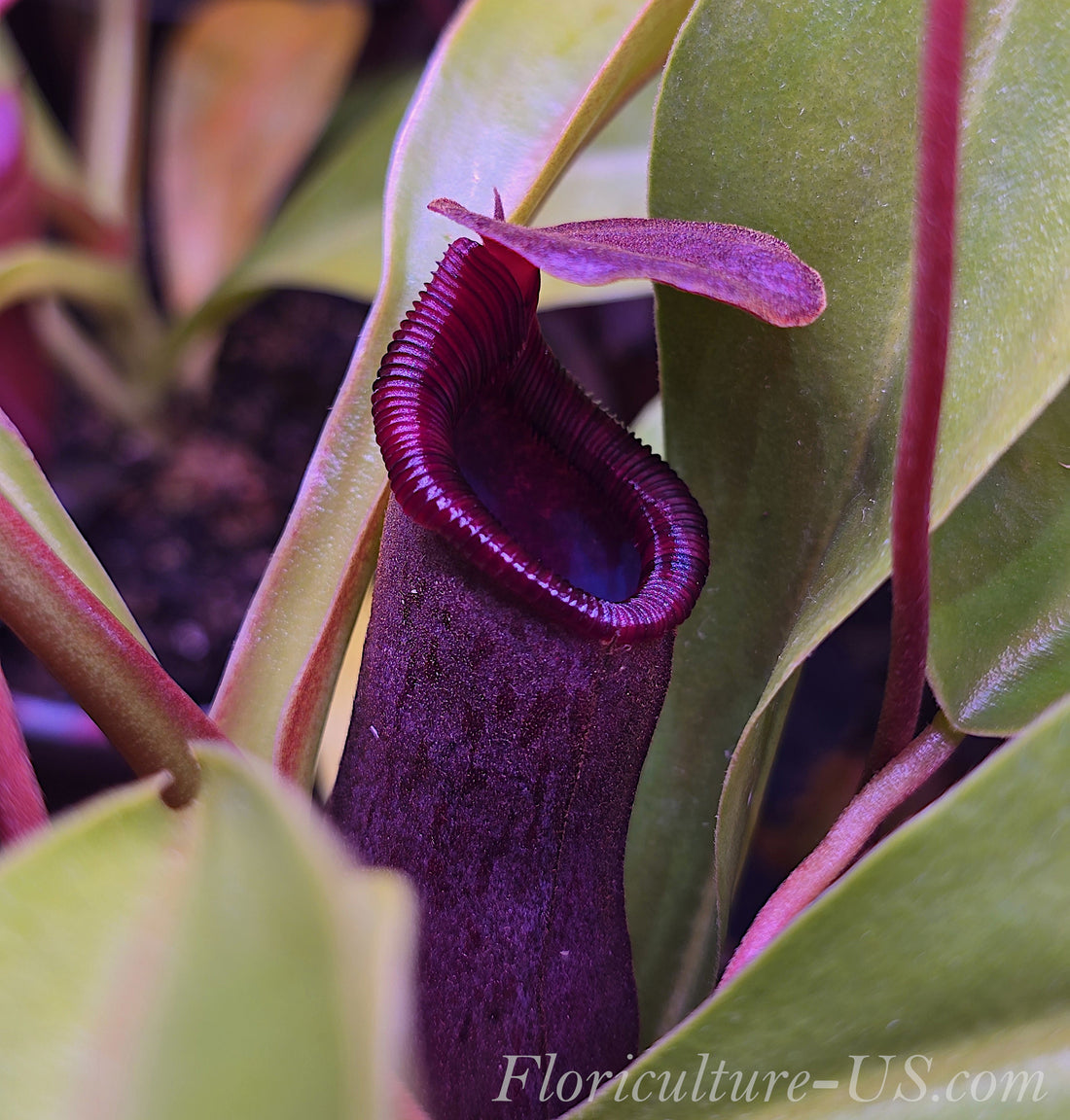 Nepenthes lowii x ventricosa red hybrid tropical pitcher plant live carnivorous houseplant floriculture us