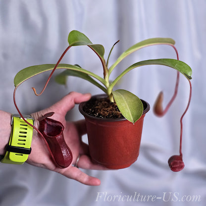 Full view of a well-grown mature Nepenthes Lowii x Ventricosa Red carnivorous plant.