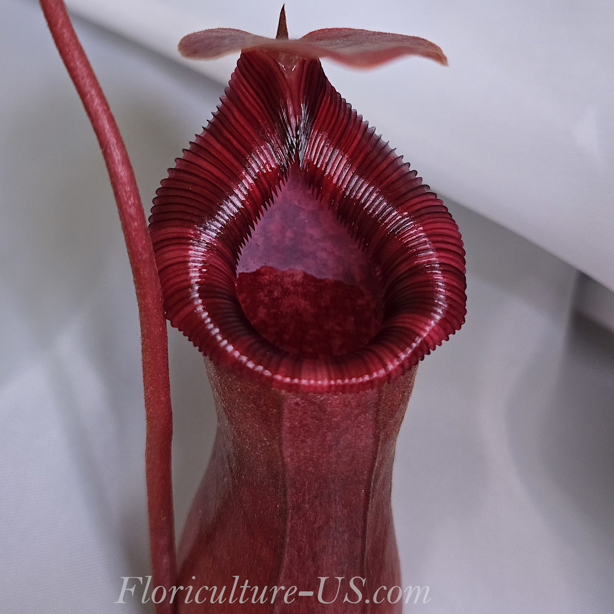 Macro shot of the ribbed dark red peristome of a Nepenthes hybrid pitcher.