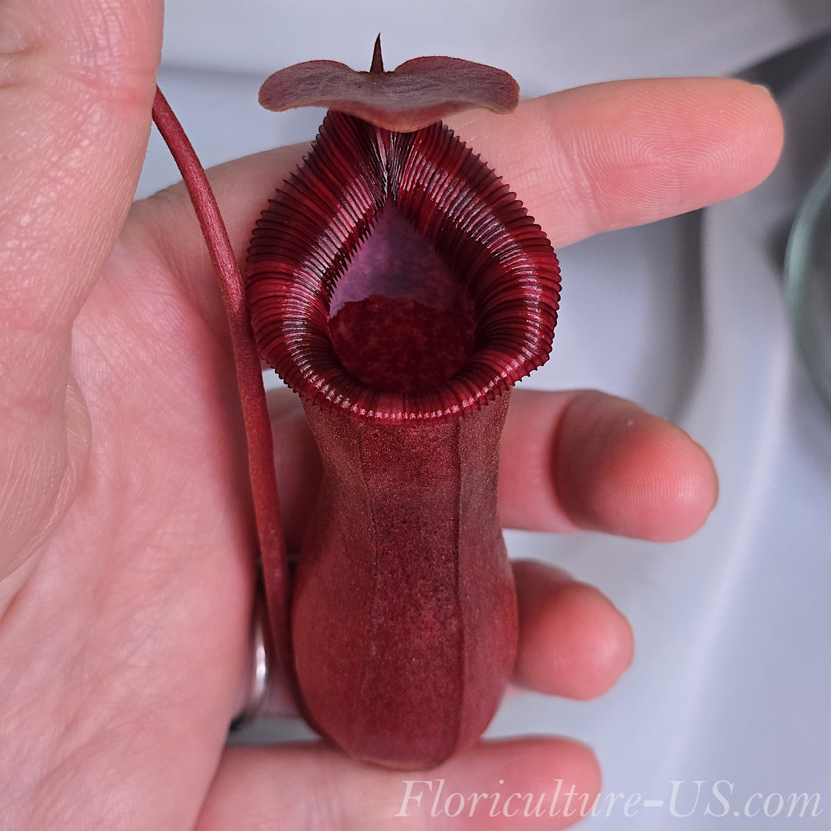 Close-up view of a Nepenthes Lowii x Ventricosa Red pitcher trap held in a human hand to demonstrate its scale.