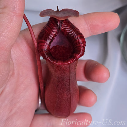 Close-up view of a Nepenthes Lowii x Ventricosa Red pitcher trap held in a human hand to demonstrate its scale.