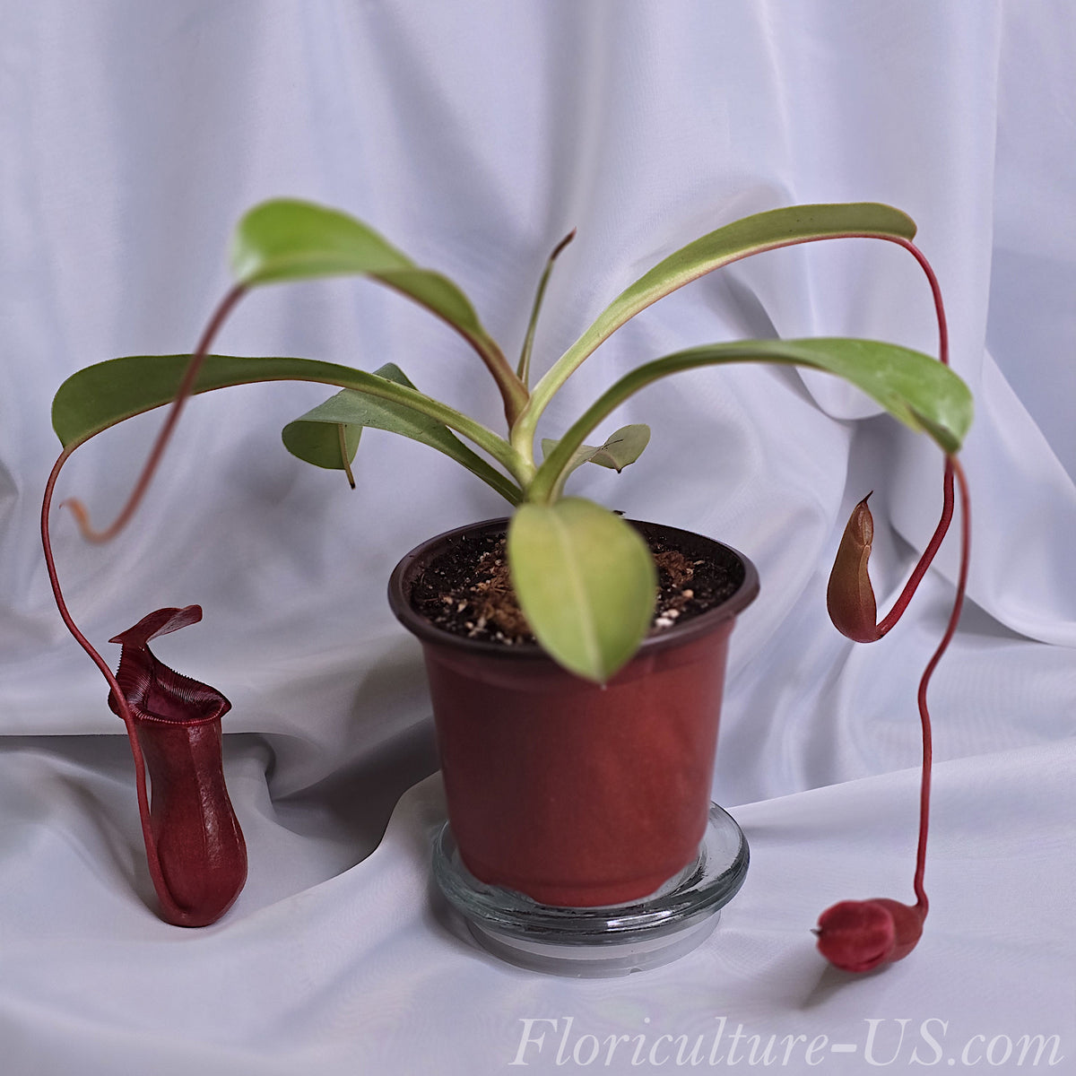 Healthy Nepenthes Lowii x Ventricosa Red carnivorous plant in a pot with vibrant traps.