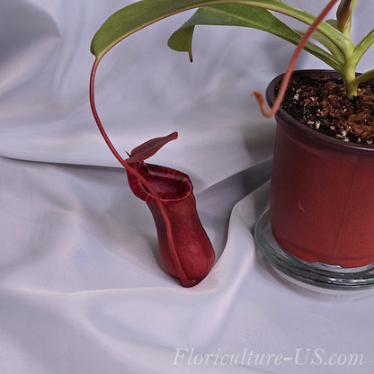 Side view of a Nepenthes Lowii x Ventricosa Red pitcher demonstrating its unique hybrid shape.
