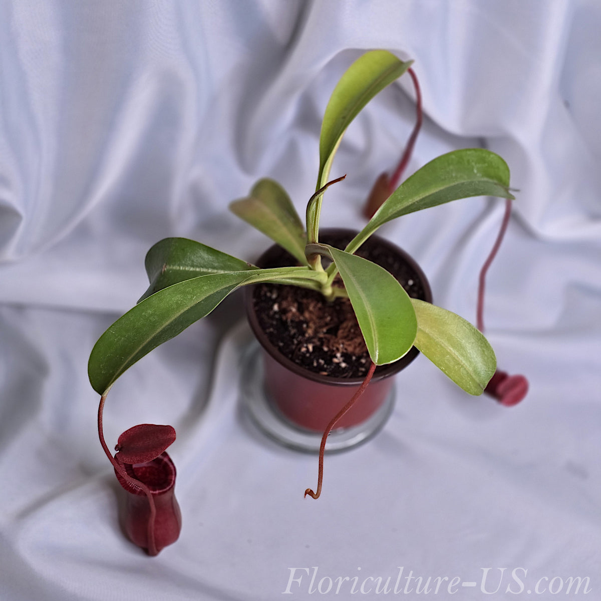 Detailed shot of green glossy leaves and red mottled pitchers of a Nepenthes hybrid.