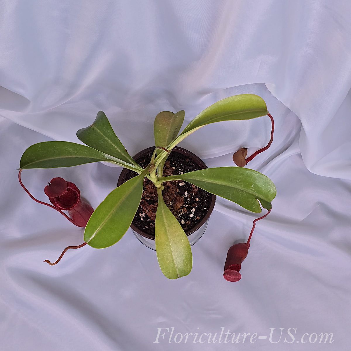 Exotic tropical pitcher plant Nepenthes Lowii x Ventricosa Red ideal for indoor collection.