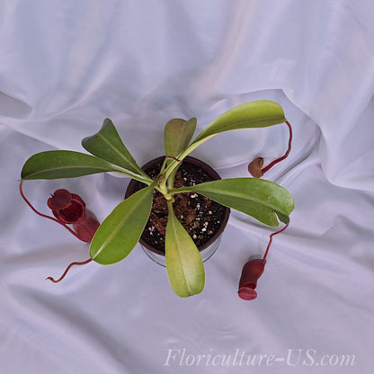 Exotic tropical pitcher plant Nepenthes Lowii x Ventricosa Red ideal for indoor collection.