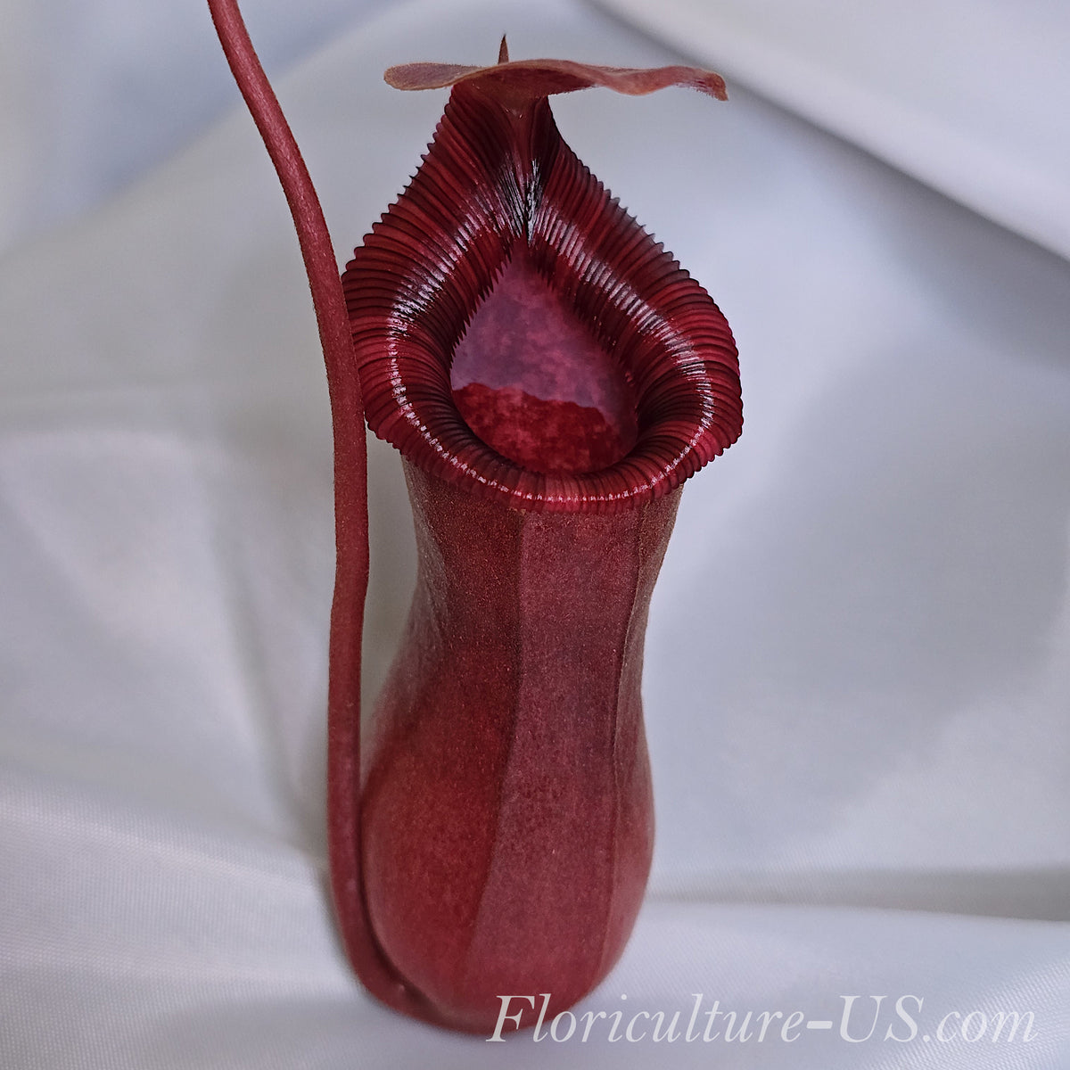 Close-up view of a vibrant red upper pitcher of Nepenthes Lowii x Ventricosa Red showing the peristome.